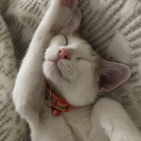 Tekir Kedi, Kedi  Cookie fotoğrafı
