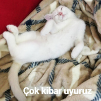 Ankara Kedisi, Kedi  Misa fotoğrafı