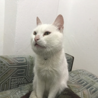 Ankara Kedisi, Kedi  Pamuk fotoğrafı