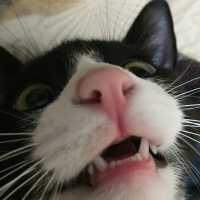 Siyam Kedisi, Kedi  Şapşik fotoğrafı