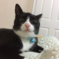 Siyam Kedisi, Kedi  Şapşik fotoğrafı