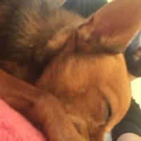 Chihuahua, Köpek  Kepek fotoğrafı