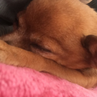 Chihuahua, Köpek  Kepek fotoğrafı