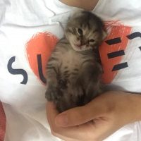 Tekir Kedi, Kedi  Adını sahibi koysun istiyorum fotoğrafı