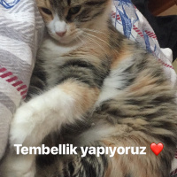 Tekir Kedi, Kedi  Miskin fotoğrafı
