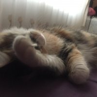 Tekir Kedi, Kedi  Miskin fotoğrafı