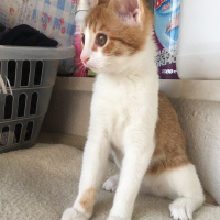 Sarman, Kedi  Monnik fotoğrafı