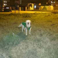 Golden Retriever, Köpek  Lesi fotoğrafı