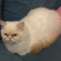 İran Kedisi (Persian), Kedi  Grumpy fotoğrafı