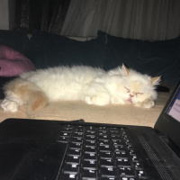 İran Kedisi (Persian), Kedi  Grumpy fotoğrafı