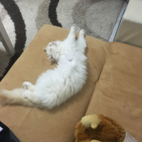 İran Kedisi (Persian), Kedi  Grumpy fotoğrafı