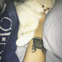 İran Kedisi (Persian), Kedi  Grumpy fotoğrafı