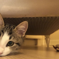 Tekir Kedi, Kedi  Mülayim fotoğrafı