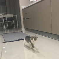 Tekir Kedi, Kedi  Mülayim fotoğrafı