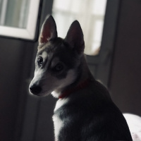 Sibirya Kurdu (Husky), Köpek  Nora fotoğrafı