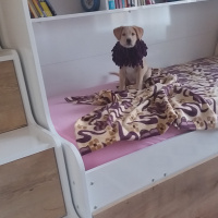 Beagle, Köpek  Leo fotoğrafı