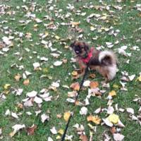 Pekingese, Köpek  Lady fotoğrafı