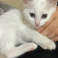 Van Kedisi, Kedi  Akça fotoğrafı