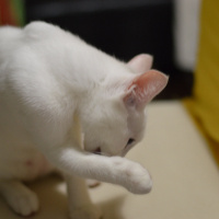 Van Kedisi, Kedi  Akça fotoğrafı