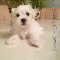 Maltese, Köpek  Elwis fotoğrafı