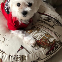 Maltese, Köpek  Elwis fotoğrafı