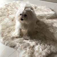 Maltese, Köpek  Elwis fotoğrafı