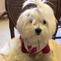 Maltese, Köpek  Elwis fotoğrafı