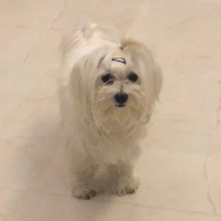 Maltese, Köpek  Elwis fotoğrafı
