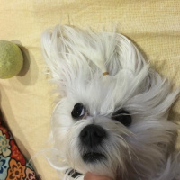 Maltese, Köpek  Elwis fotoğrafı