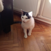 Tekir Kedi, Kedi  ŞİRİN VE ŞİRİNE fotoğrafı