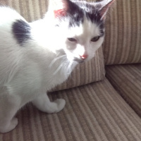 Tekir Kedi, Kedi  ŞİRİN VE ŞİRİNE fotoğrafı