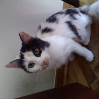 Tekir Kedi, Kedi  ŞİRİN VE ŞİRİNE fotoğrafı