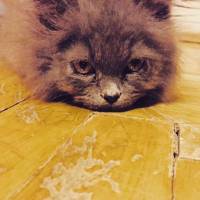 Chinchilla, Kedi  Can fotoğrafı