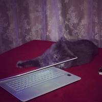 Chinchilla, Kedi  Can fotoğrafı