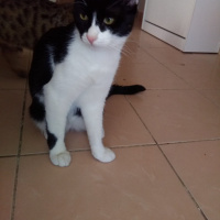 Bombay, Kedi  KORSAN VE LOKUM fotoğrafı
