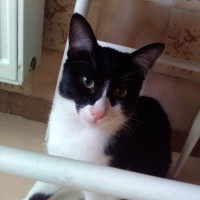 Bombay, Kedi  KORSAN VE LOKUM fotoğrafı