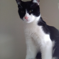 Bombay, Kedi  KORSAN VE LOKUM fotoğrafı