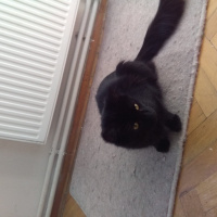 Bombay, Kedi  KORSAN VE LOKUM fotoğrafı