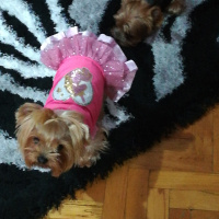 Yorkshire Terrier, Köpek  Şansım fotoğrafı