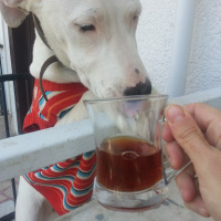 Dogo Arjantin, Köpek  Dogi fotoğrafı