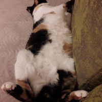 Tekir Kedi, Kedi  Uslu fotoğrafı