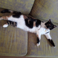 Tekir Kedi, Kedi  Uslu fotoğrafı