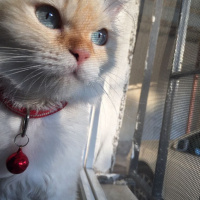 Himalayan, Kedi  Çilek fotoğrafı