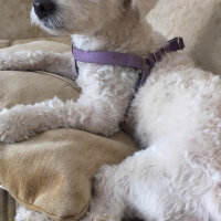 Maltese, Köpek  Çiko fotoğrafı