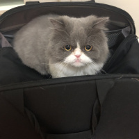 İran Kedisi (Persian), Kedi  Dumiş fotoğrafı