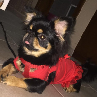 Pekingese, Köpek  Pekmez fotoğrafı