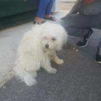 Tibet Terrieri, Köpek  pakocan fotoğrafı