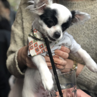Chihuahua, Köpek  buffy fotoğrafı