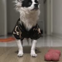Chihuahua, Köpek  buffy fotoğrafı