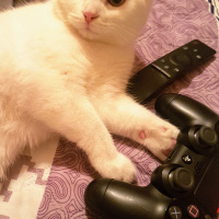 Scottish Fold, Kedi  Sansa fotoğrafı